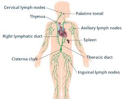 The Importance of Doing a Lymphatic Cleanse